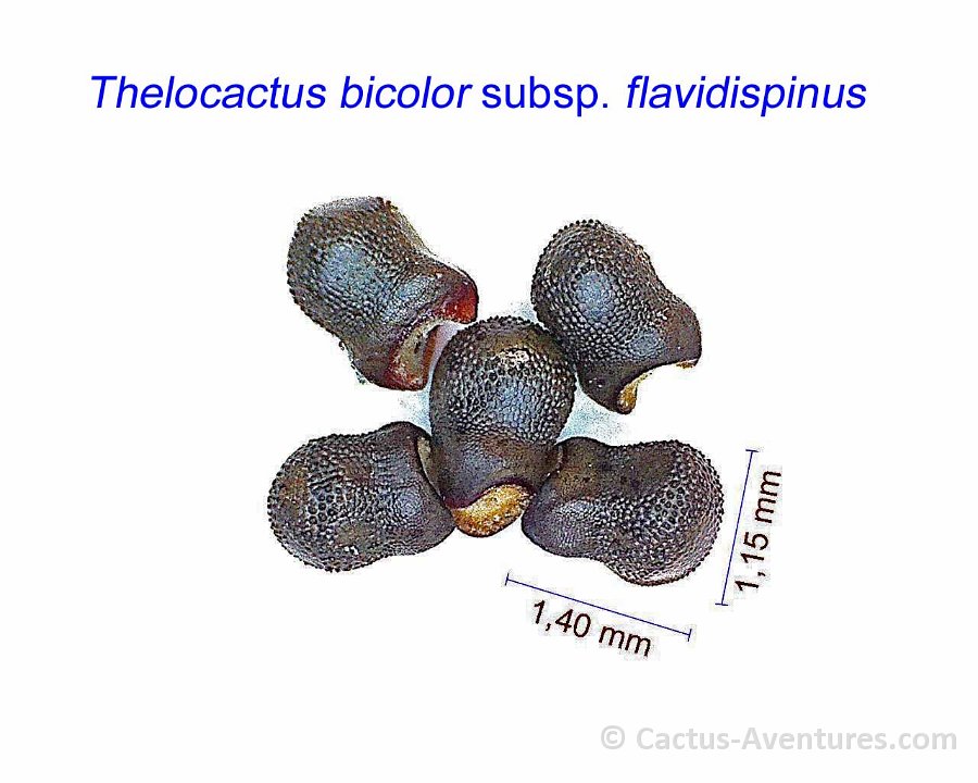 Thelocactus bicolor subsp. flavidispinus